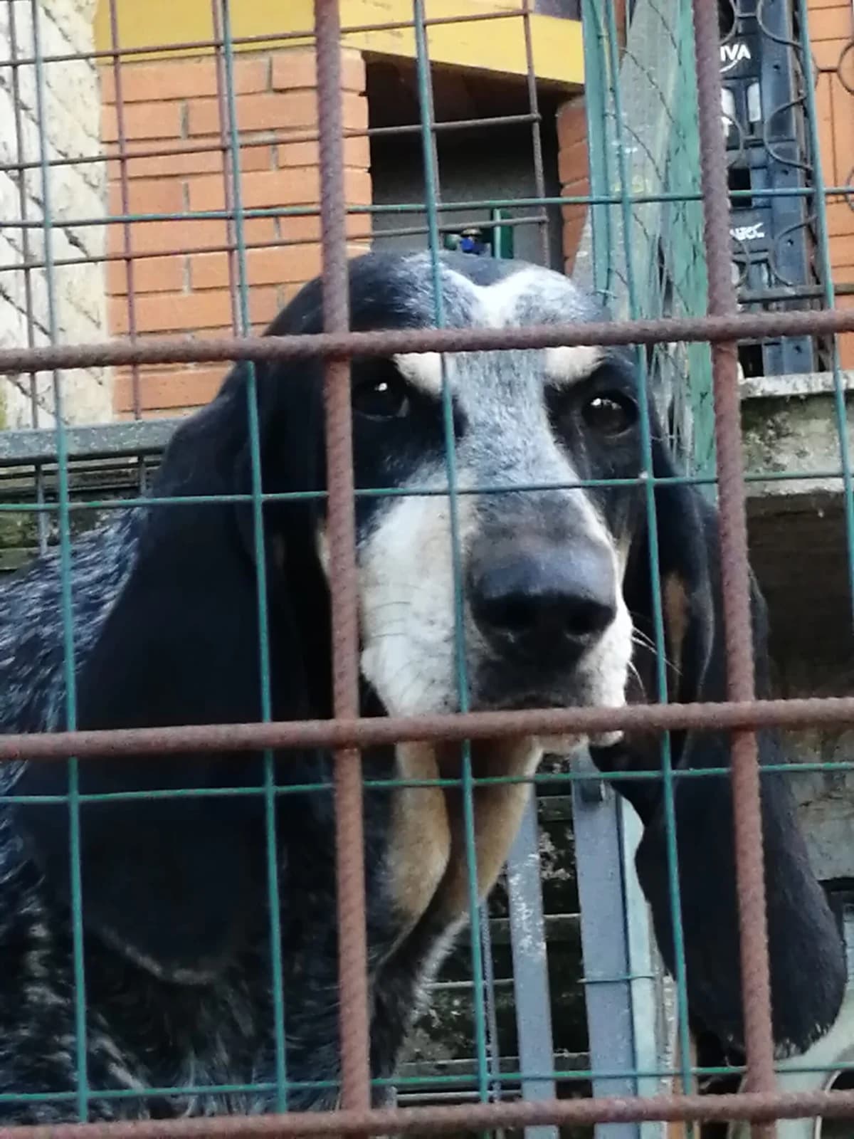 Filippa, senior Mixed Breed for adoption at Lo Scudo di Pan - Rifugio per Animali