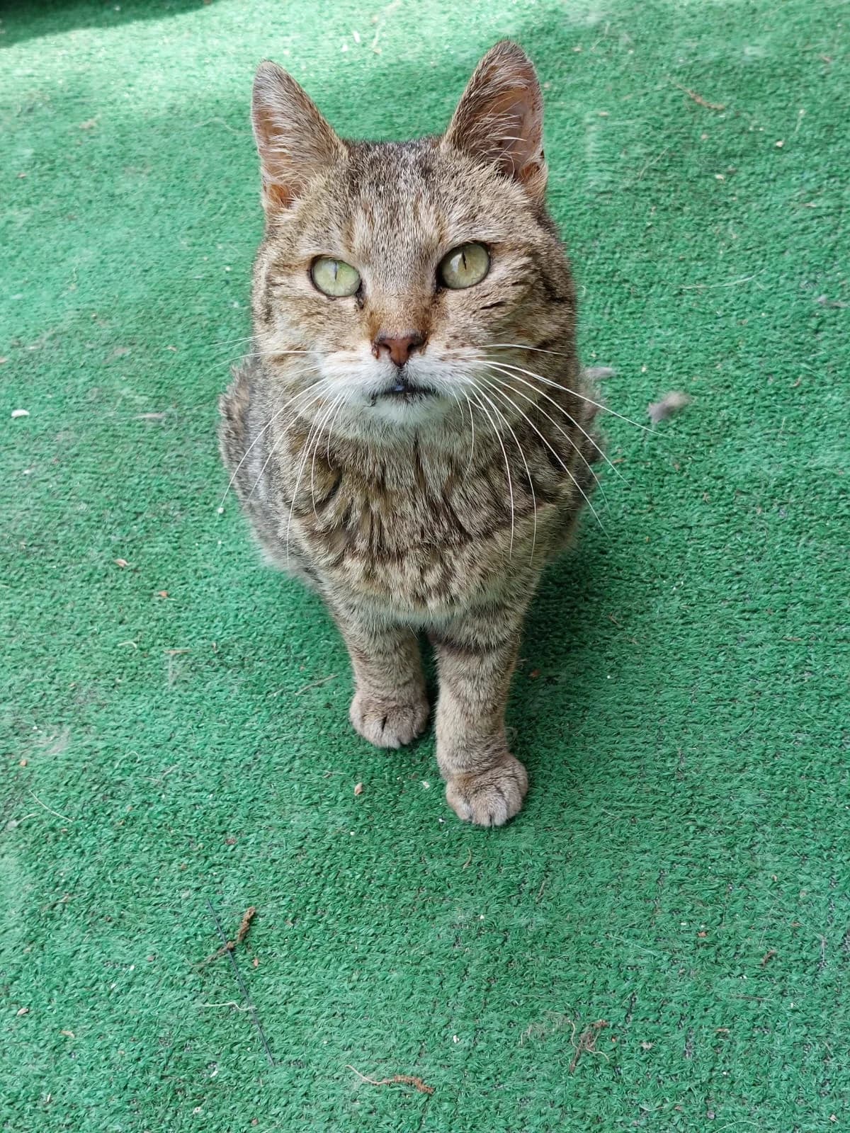 Greta, senior Mixed Breed for adoption at Lo Scudo di Pan - Rifugio per Animali