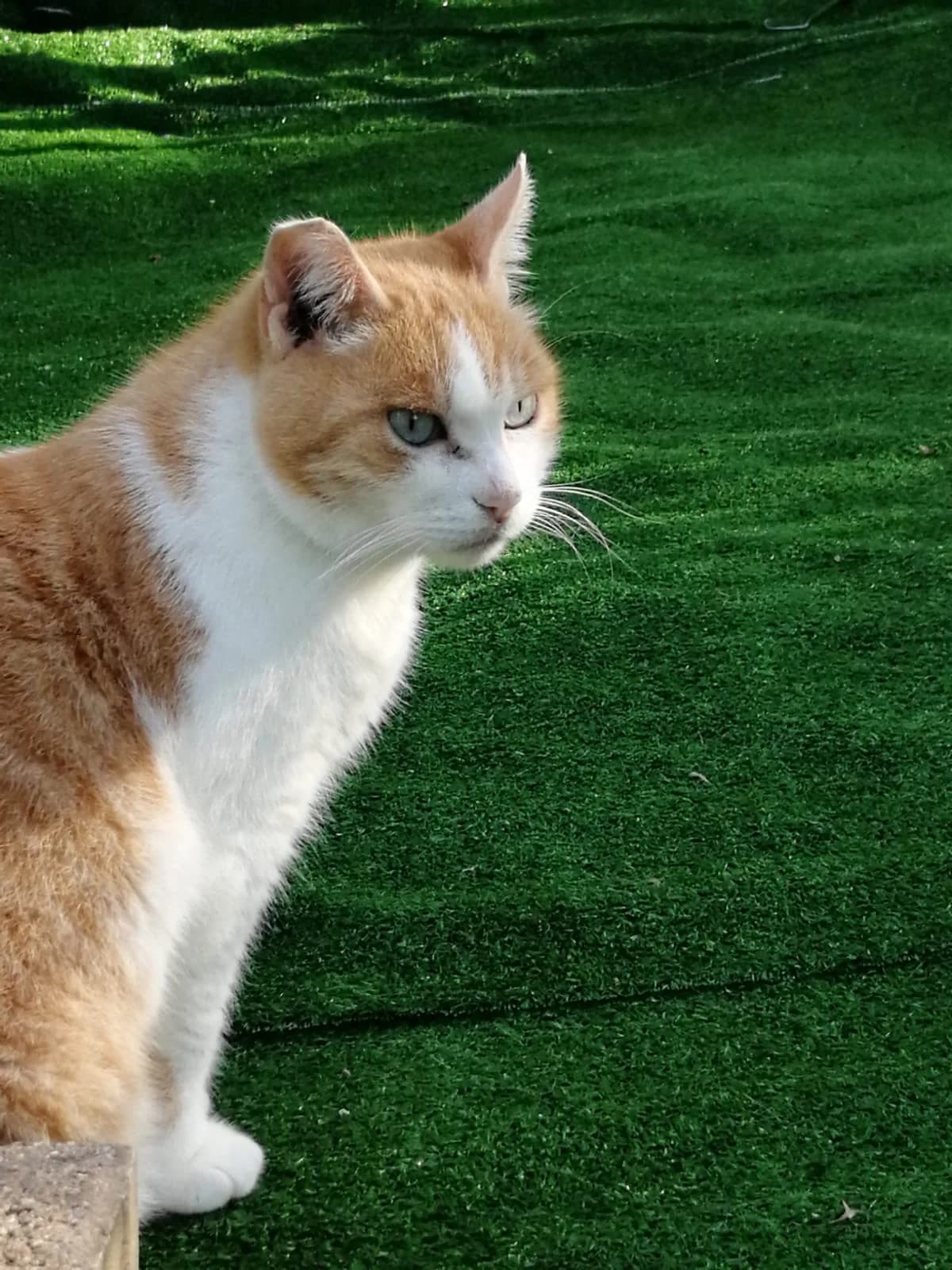 Ice, senior Mixed Breed for adoption at Lo Scudo di Pan - Rifugio per Animali
