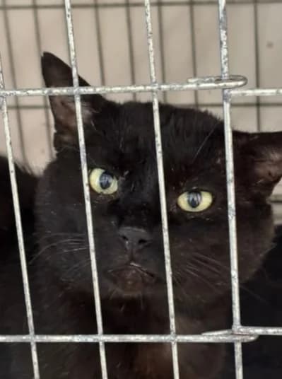 Dark, 5yo Mixed Breed for adoption at Lo Scudo di Pan - Rifugio per Animali