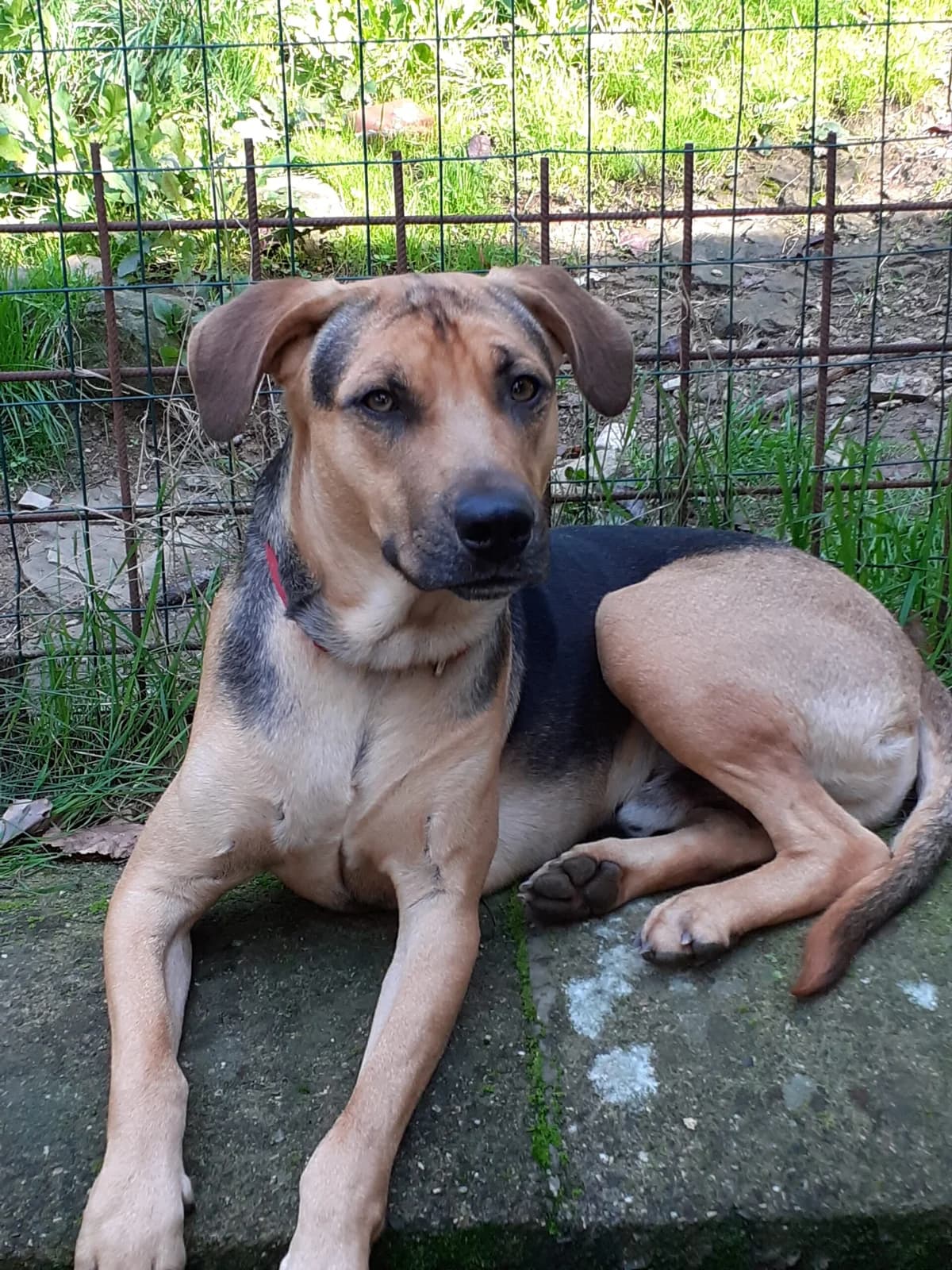 Jago, senior Mixed Breed for adoption at Lo Scudo di Pan - Rifugio per Animali