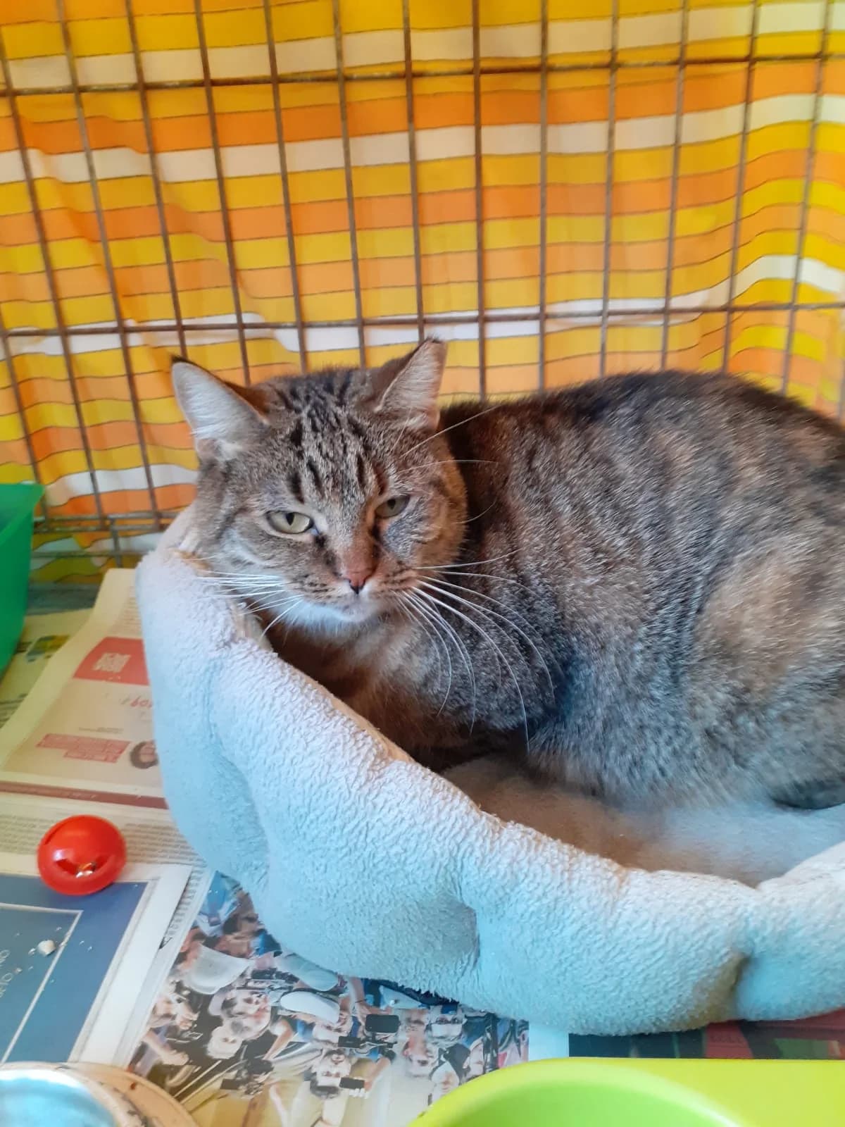 Kitty, senior Mixed Breed for adoption at Lo Scudo di Pan - Rifugio per Animali