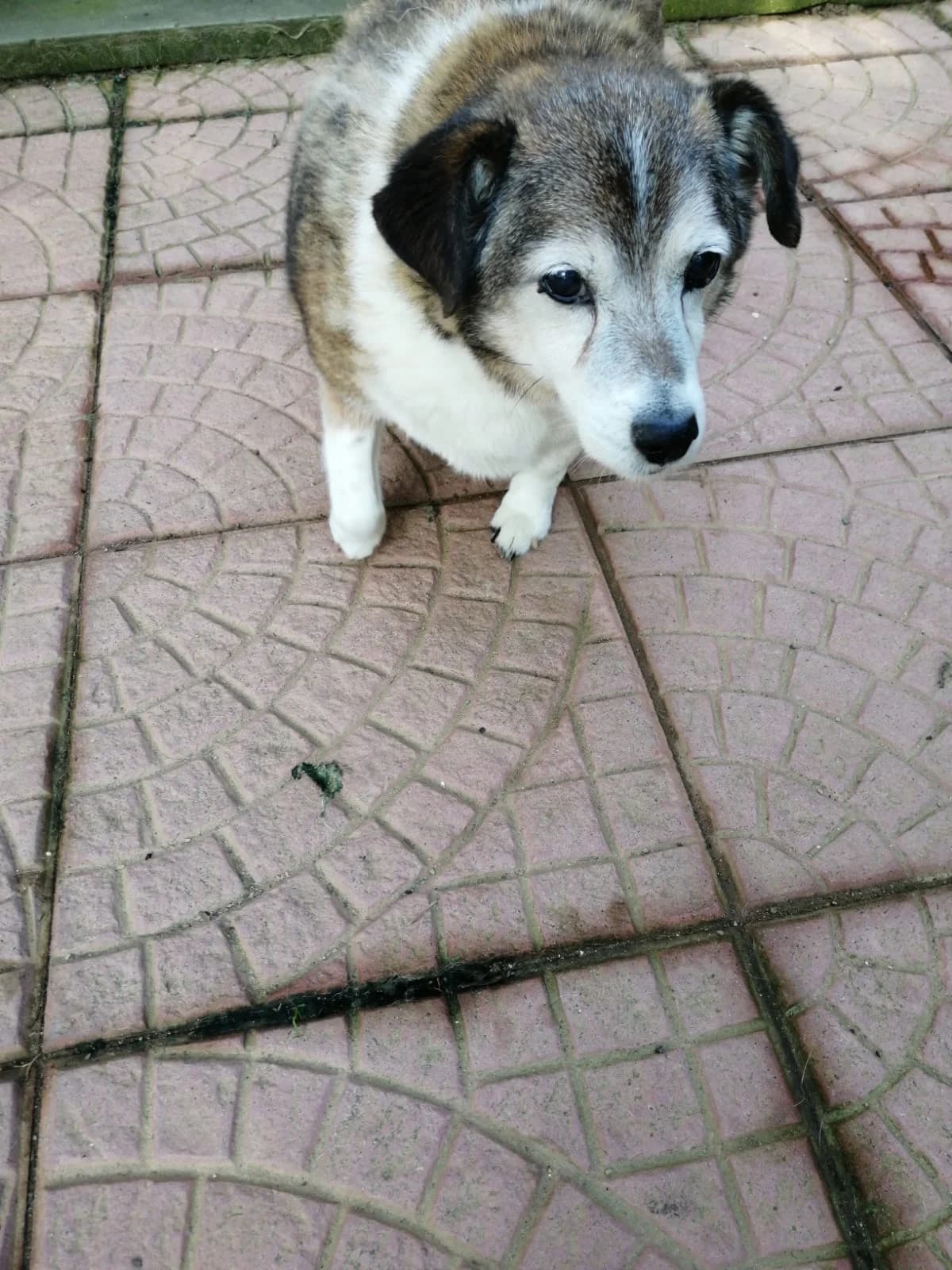 Lucky, senior Mixed Breed for adoption at Lo Scudo di Pan - Rifugio per Animali