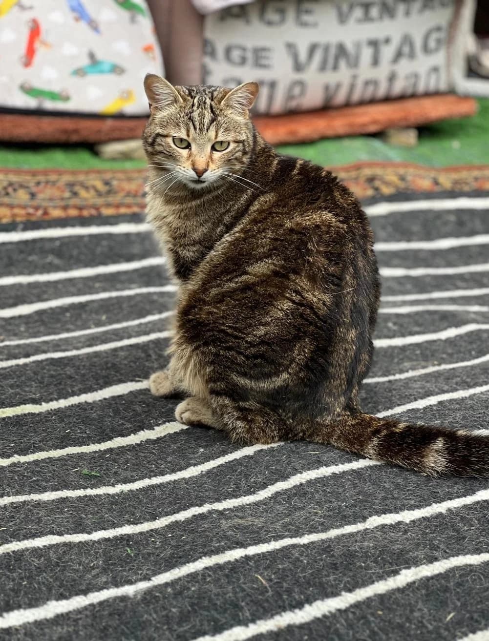 Moscerino, senior Mixed Breed for adoption at Lo Scudo di Pan - Rifugio per Animali