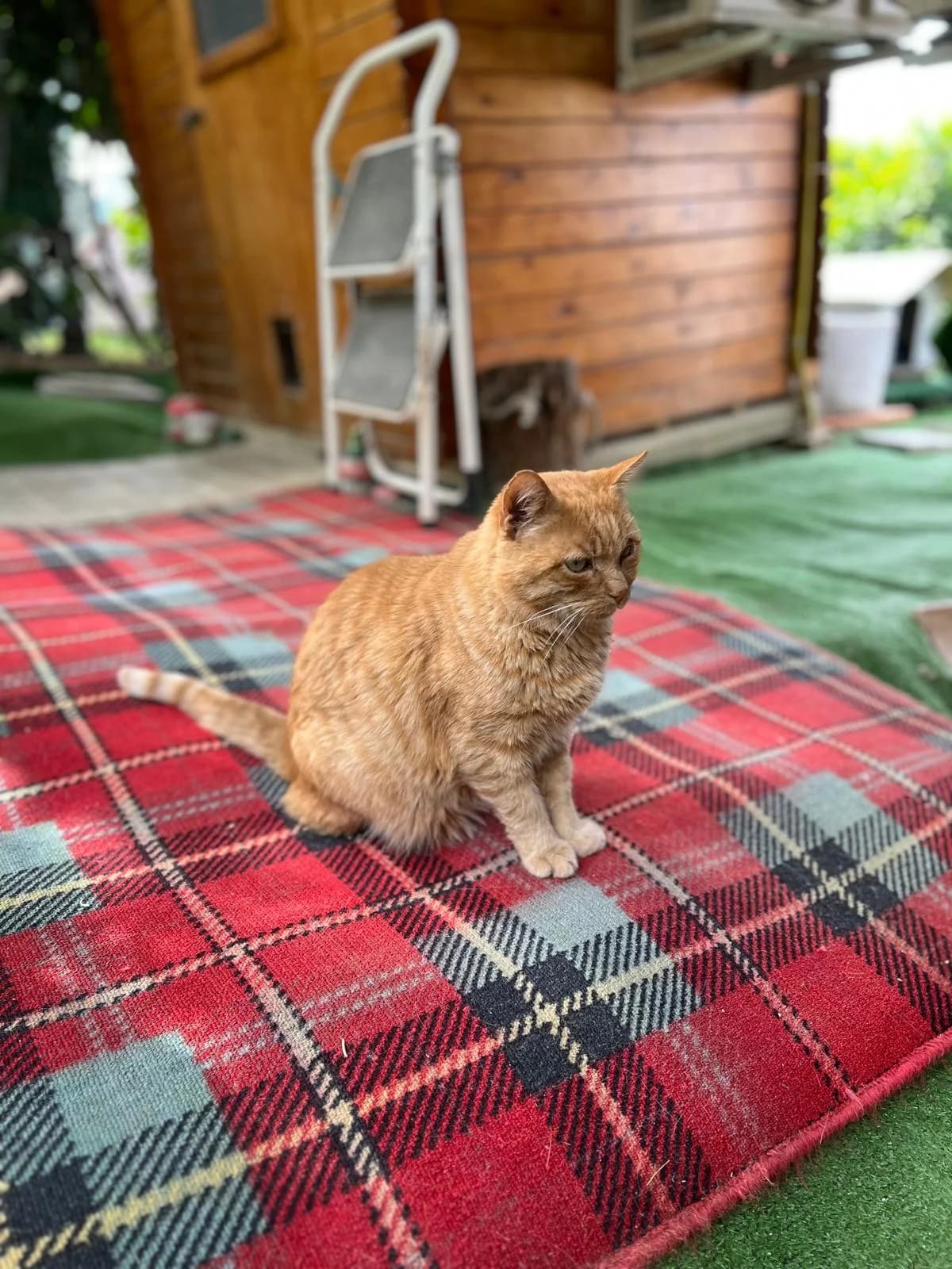 Roscetto, Rosso• Carattere: Buono• Patologie: Fiv senior Mixed Breed for adoption at Lo Scudo di Pan - Rifugio per Animali
