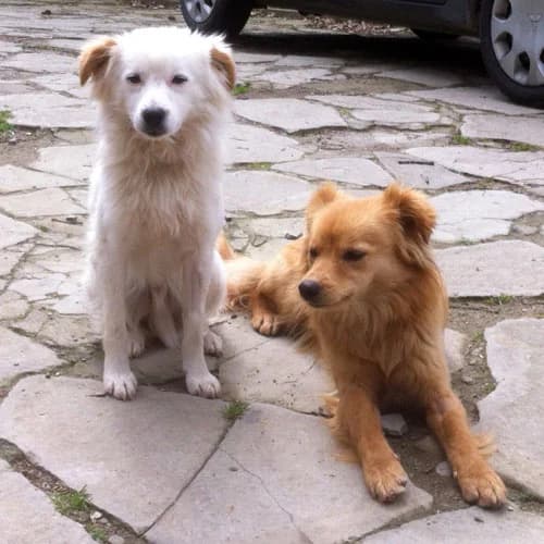 Rublo, senior Mixed Breed for adoption at Lo Scudo di Pan - Rifugio per Animali