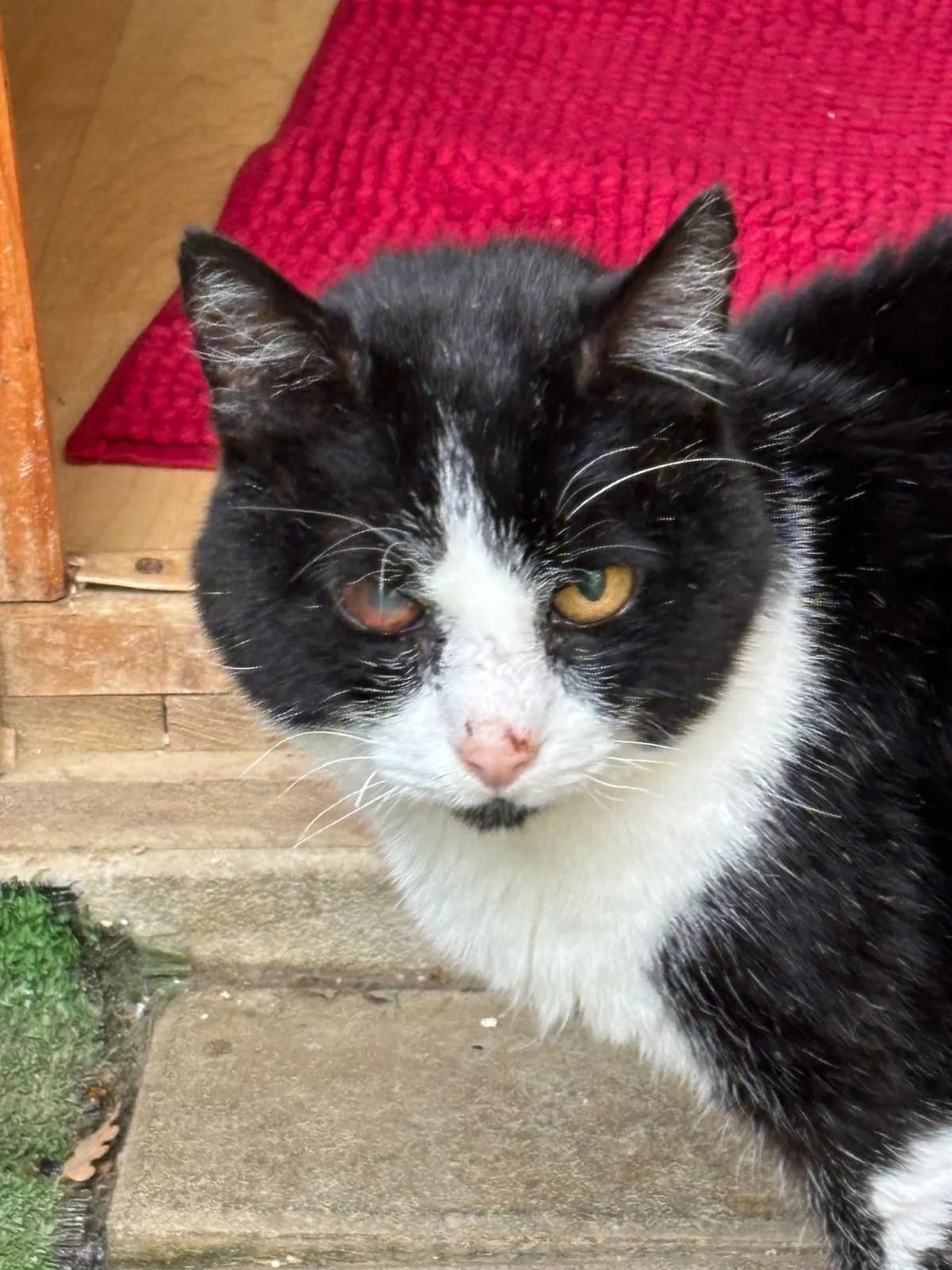 Silvestro, senior Mixed Breed for adoption at Lo Scudo di Pan - Rifugio per Animali