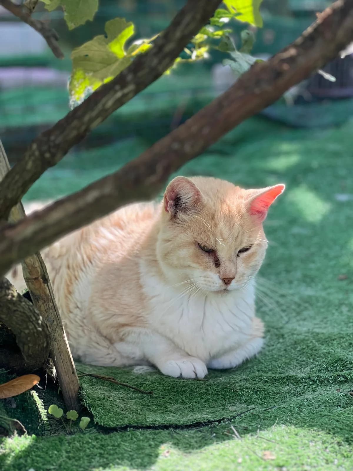 Sugar, senior Mixed Breed for adoption at Lo Scudo di Pan - Rifugio per Animali
