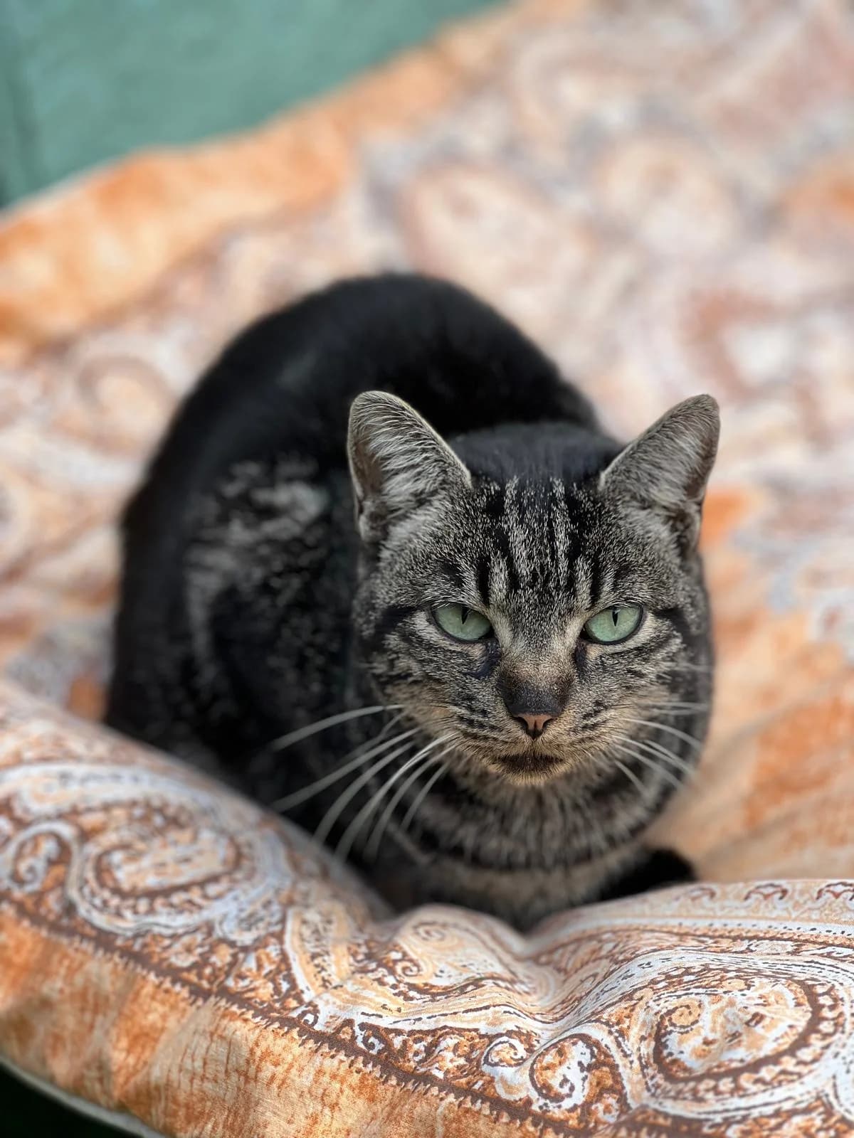 Titina, senior Mixed Breed for adoption at Lo Scudo di Pan - Rifugio per Animali