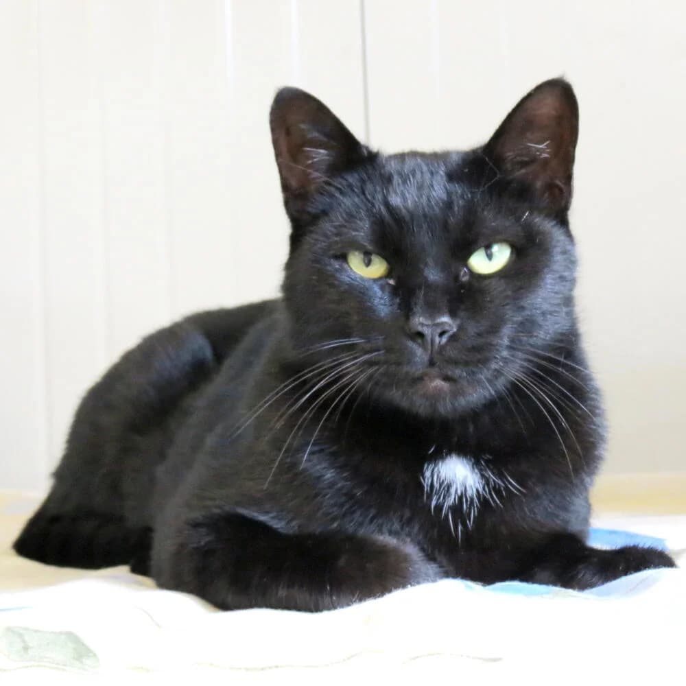 Ares, male 5yo Mixed Breed for adoption at Mondo Gatto