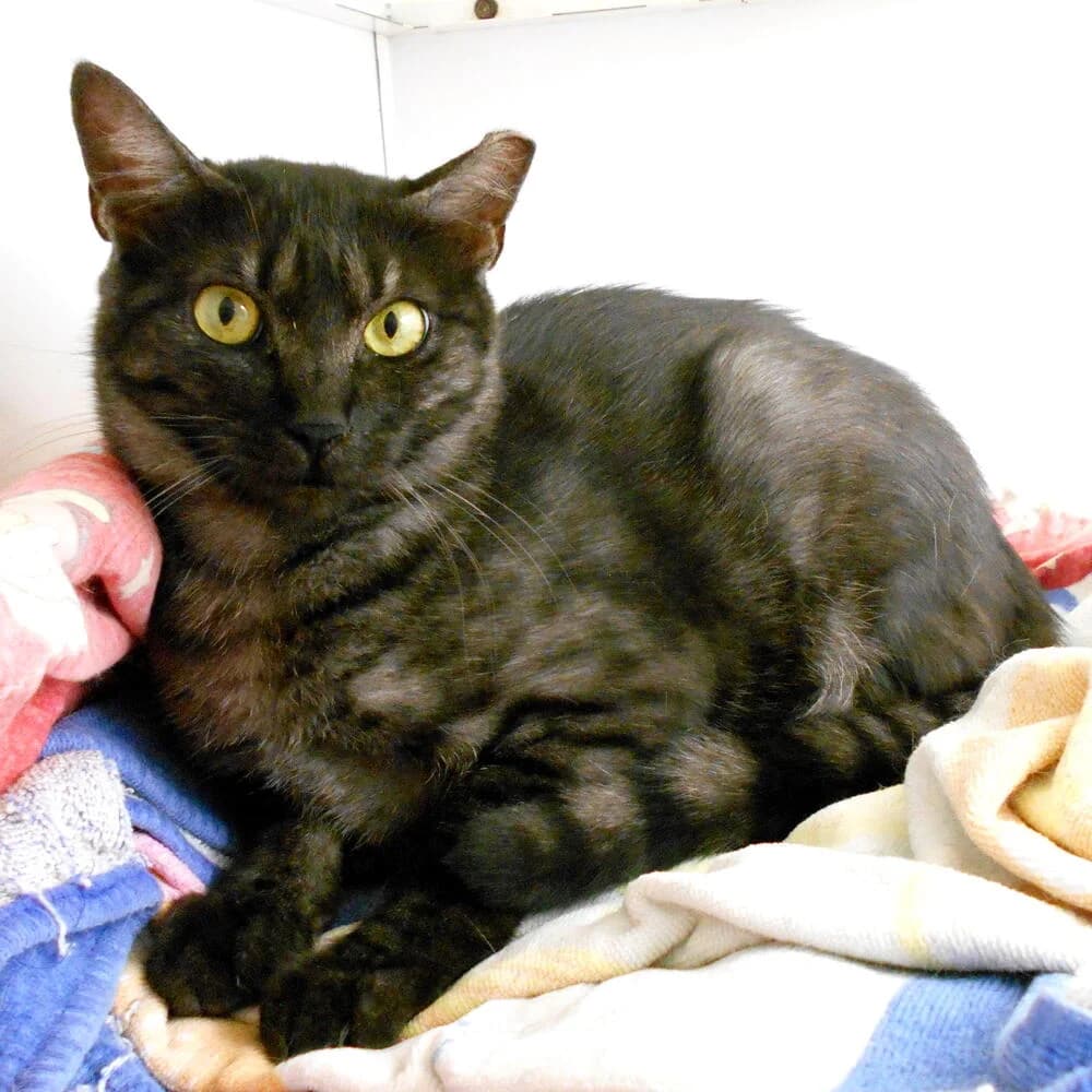 Blacky, female 4yo Mixed Breed for adoption at Mondo Gatto