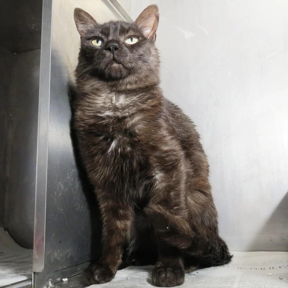 Borat, male 4yo Mixed Breed for adoption at Mondo Gatto