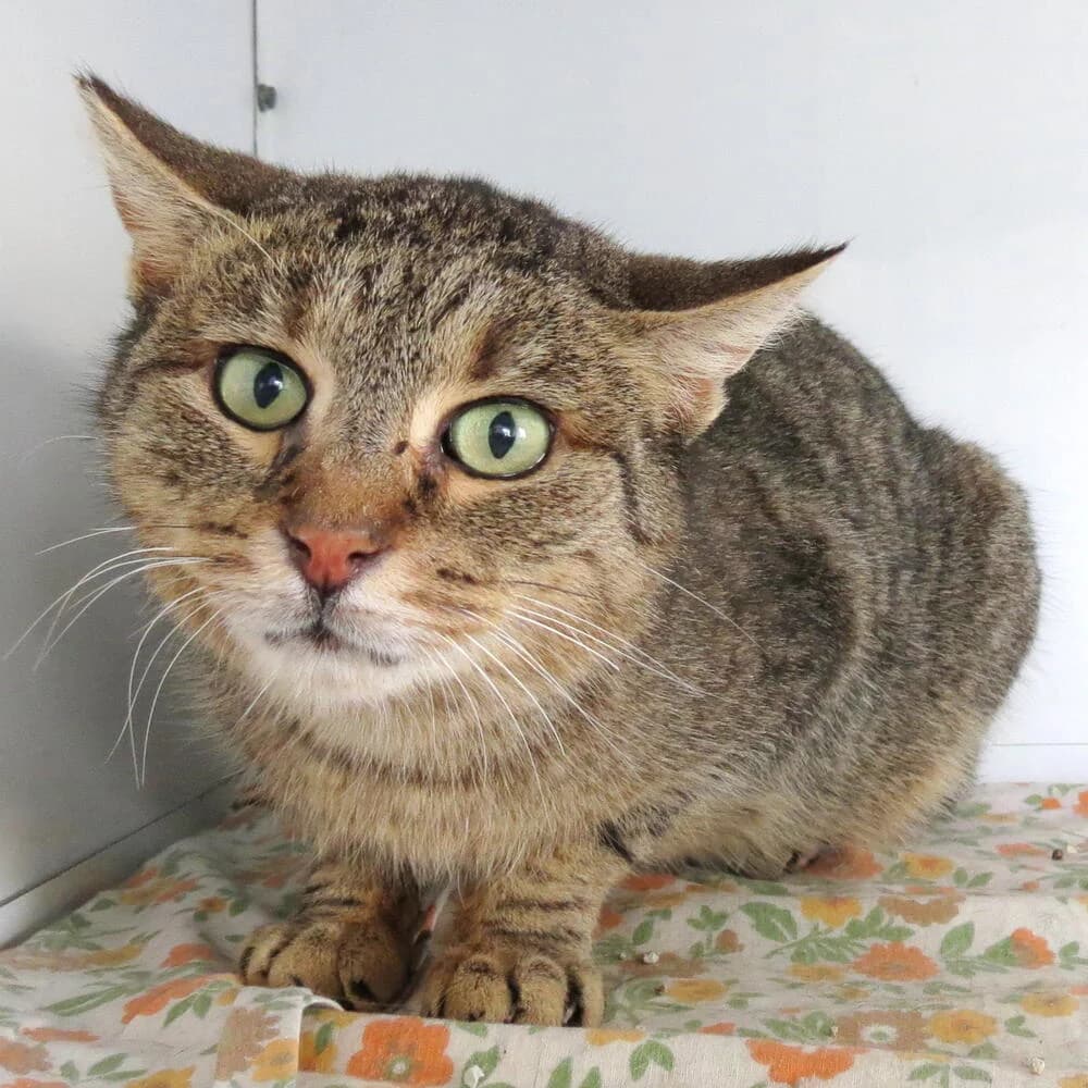 Cecio, male senior Mixed Breed for adoption at Mondo Gatto