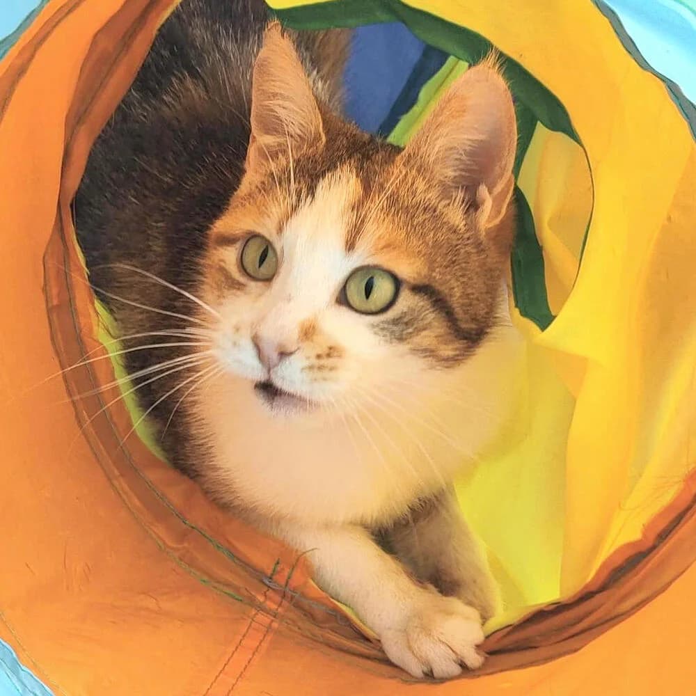 Cindy, female young Mixed Breed for adoption at Mondo Gatto