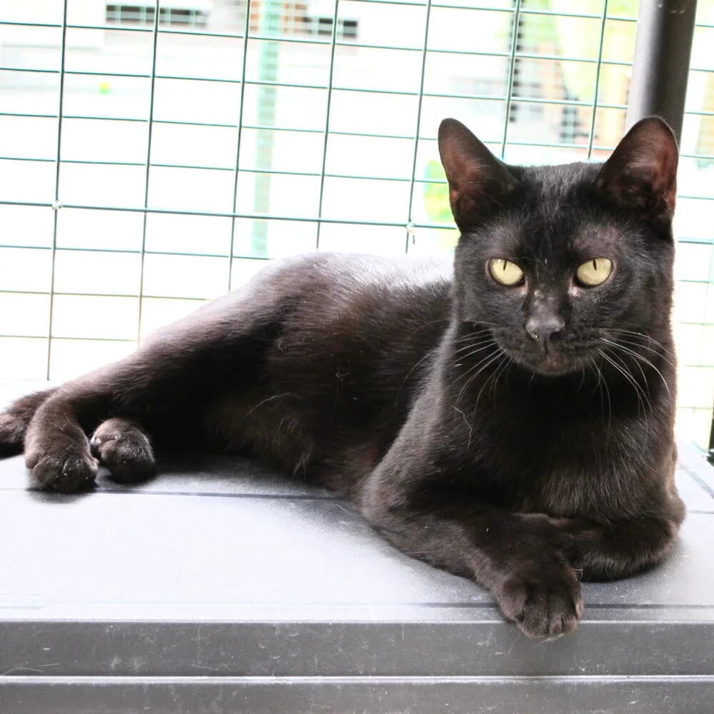 Cloe, female 5yo Mixed Breed for adoption at Mondo Gatto