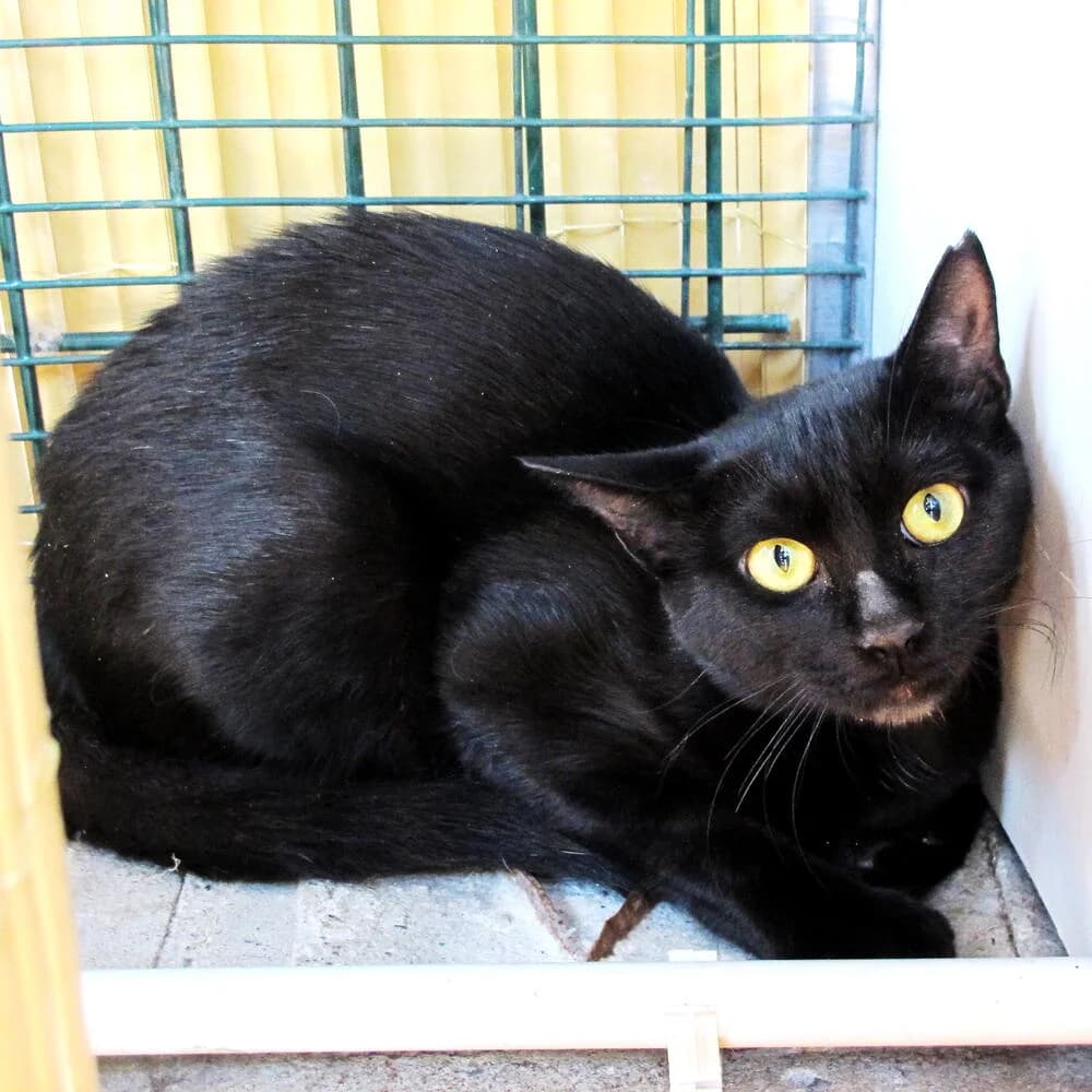 Dark, male 5yo Mixed Breed for adoption at Mondo Gatto