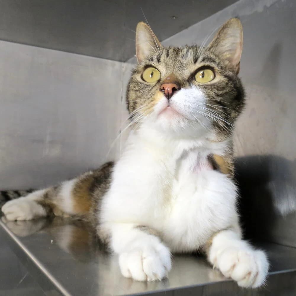 Deva, female senior Mixed Breed for adoption at Mondo Gatto