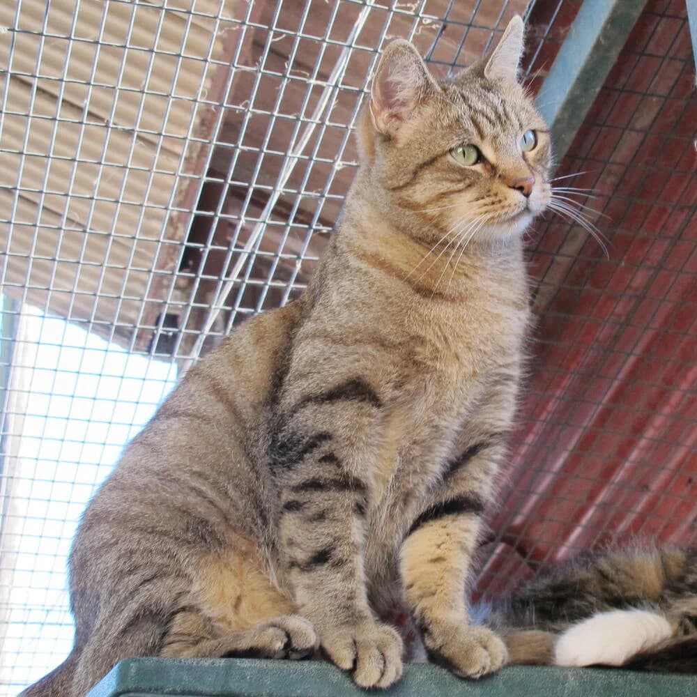 Frodo, male senior Mixed Breed for adoption at Mondo Gatto
