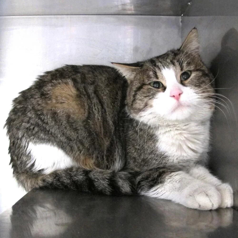 Garofalo, male 6yo Mixed Breed for adoption at Mondo Gatto