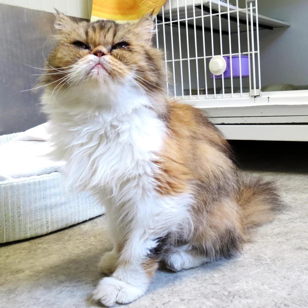 Gemma, female Mixed Breed for adoption at Mondo Gatto