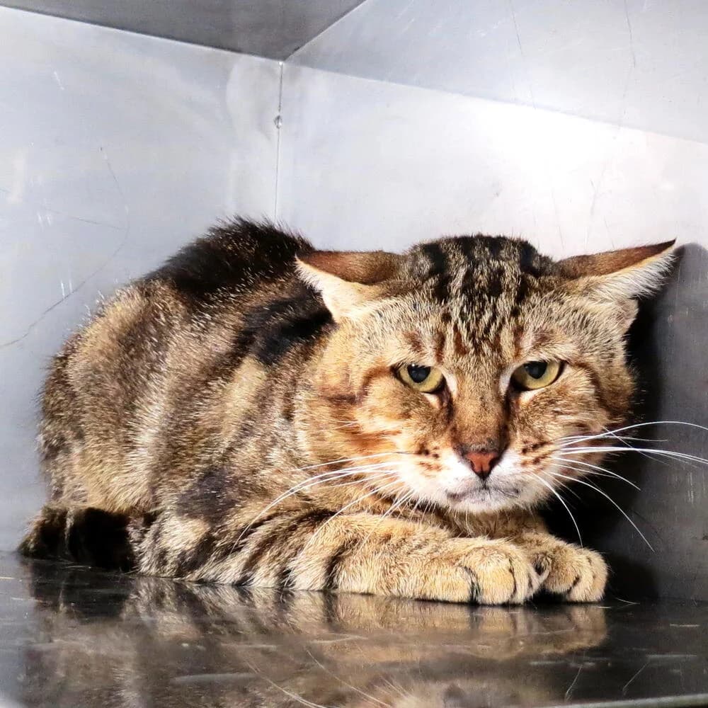 Giangi, male senior Mixed Breed for adoption at Mondo Gatto