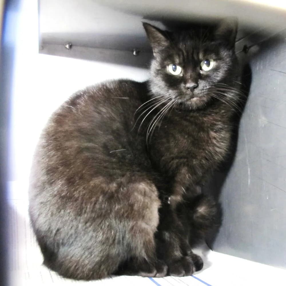 Ginsan, female 6yo Mixed Breed for adoption at Mondo Gatto