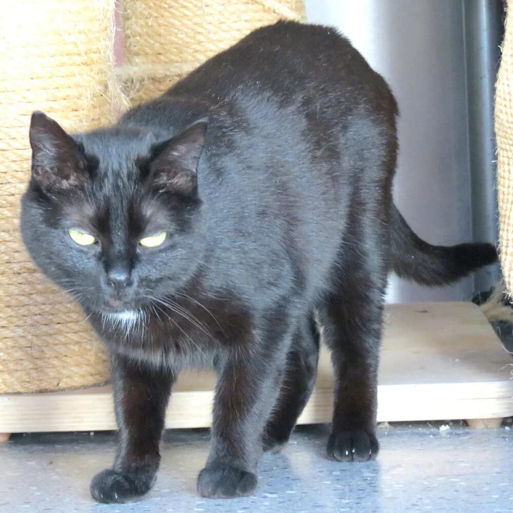 Inky, female 5yo Mixed Breed for adoption at Mondo Gatto