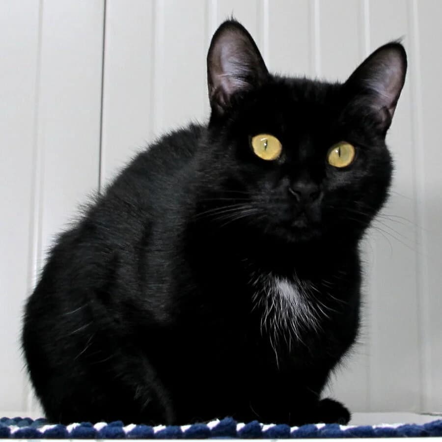 Isa, female 3yo Mixed Breed for adoption at Mondo Gatto