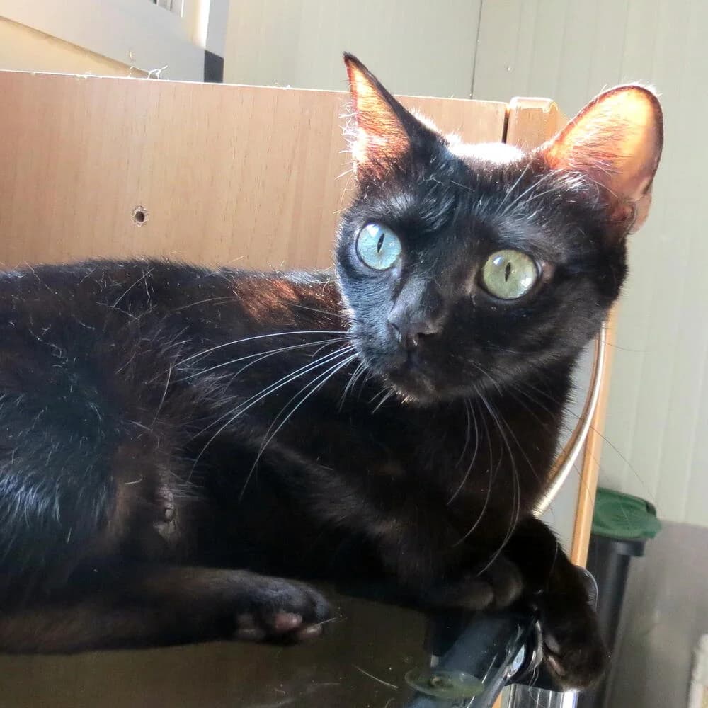 Jaire, female 3yo Mixed Breed for adoption at Mondo Gatto