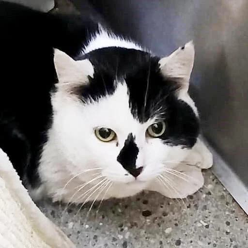 Joker, male 3yo Mixed Breed for adoption at Mondo Gatto