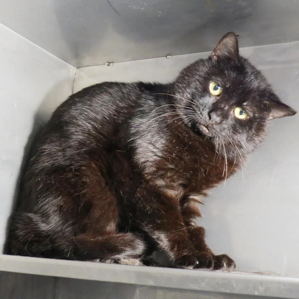 Jordan, male 5yo Mixed Breed for adoption at Mondo Gatto