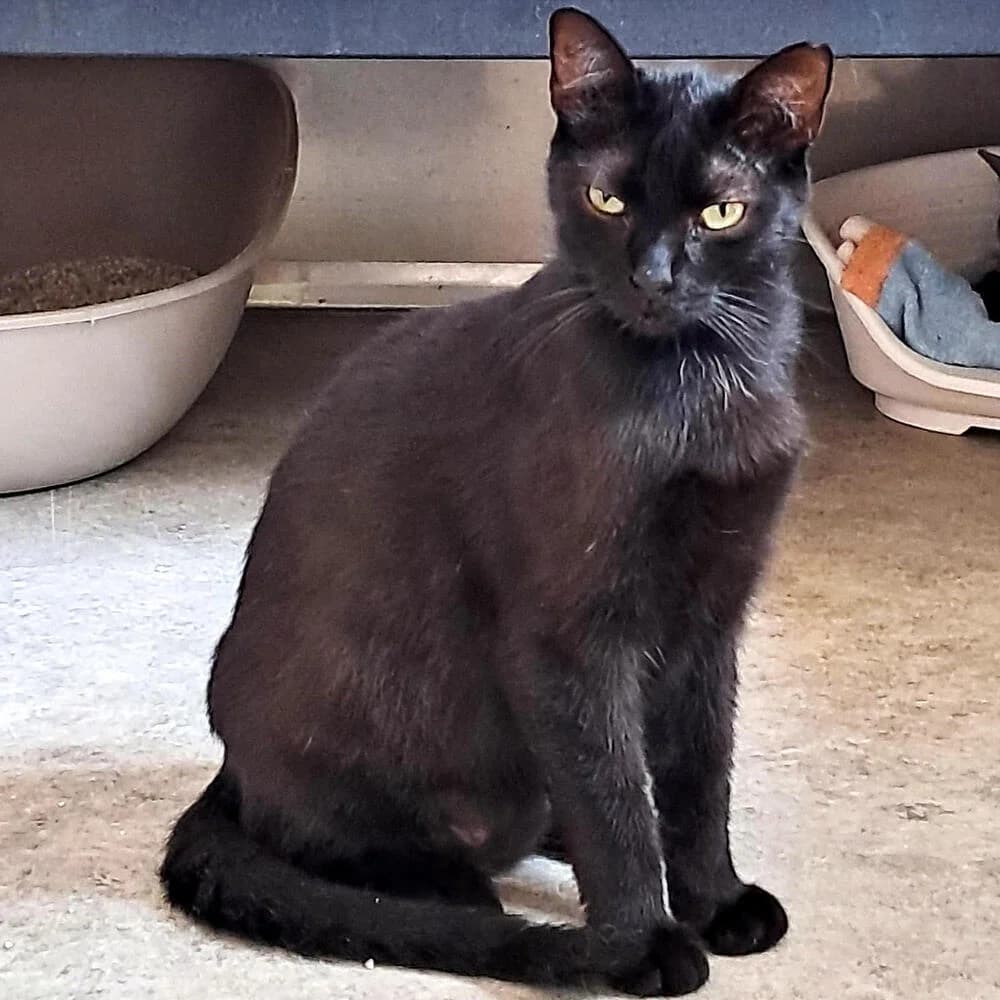 Jorge, male young Mixed Breed for adoption at Mondo Gatto