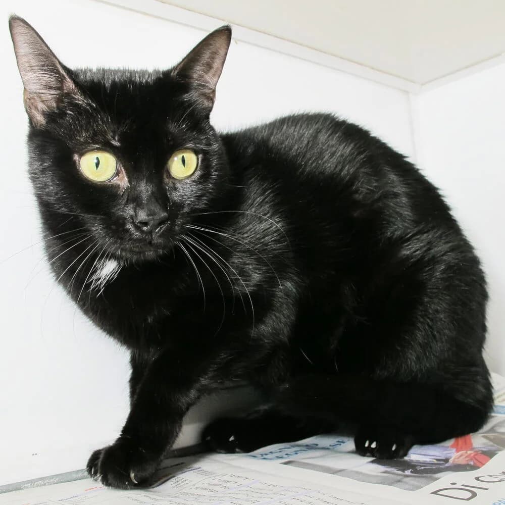 Kitty, female 6yo Mixed Breed for adoption at Mondo Gatto