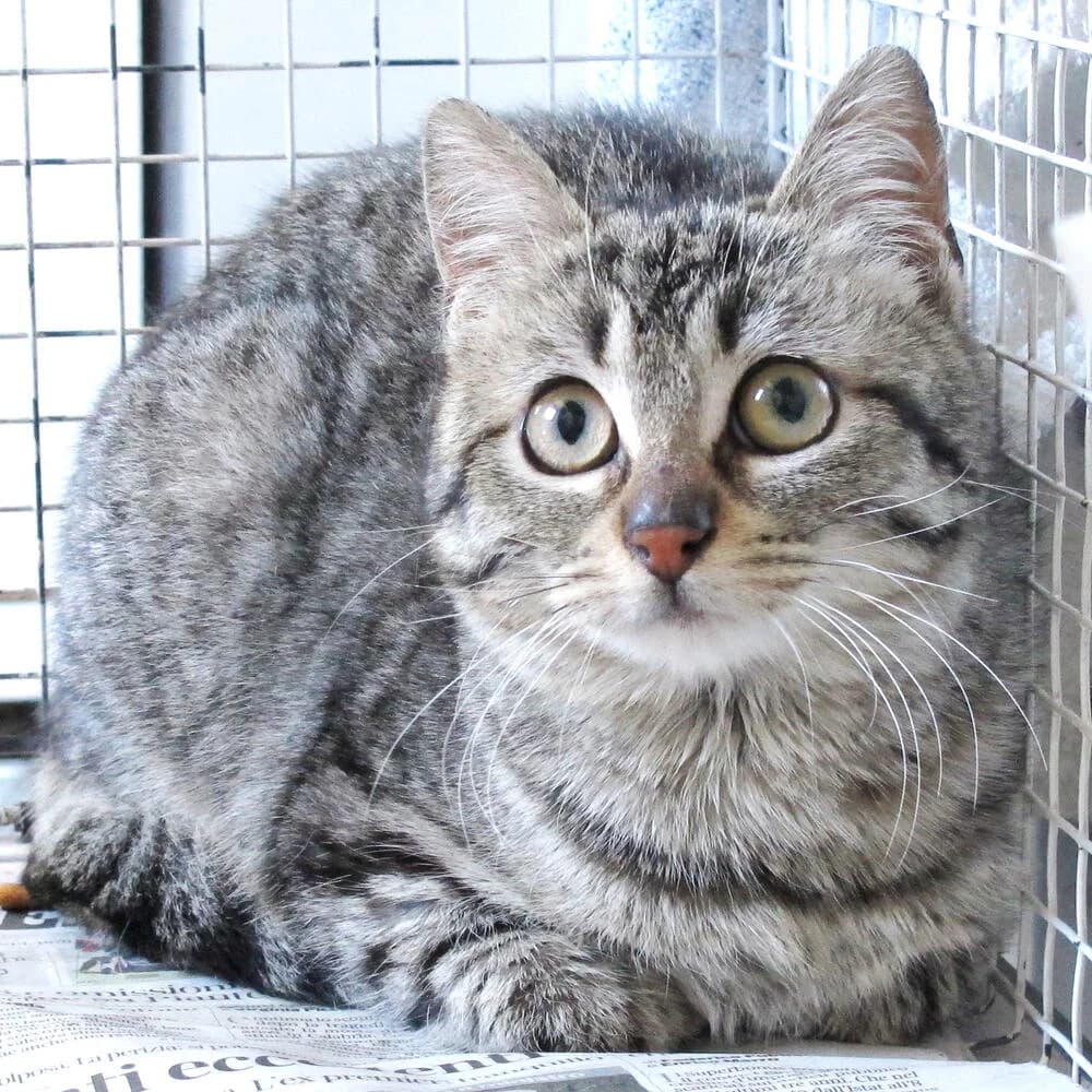 Lalla, female 4yo Mixed Breed for adoption at Mondo Gatto