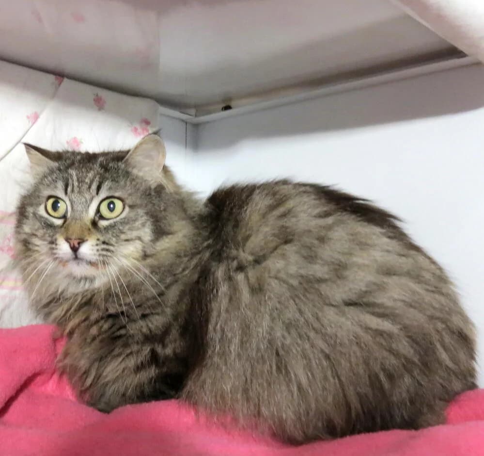 Leon, female Mixed Breed for adoption at Mondo Gatto