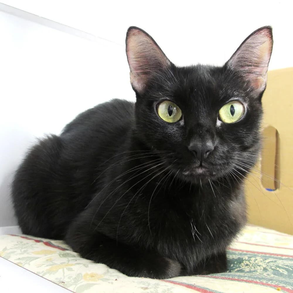Lilly, female 7yo Mixed Breed for adoption at Mondo Gatto