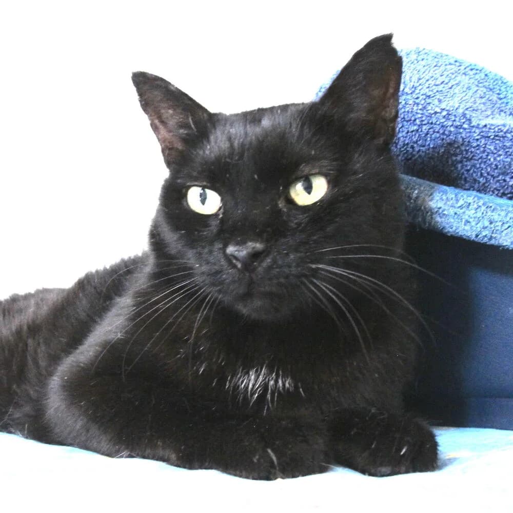 Macao, male senior Mixed Breed for adoption at Mondo Gatto