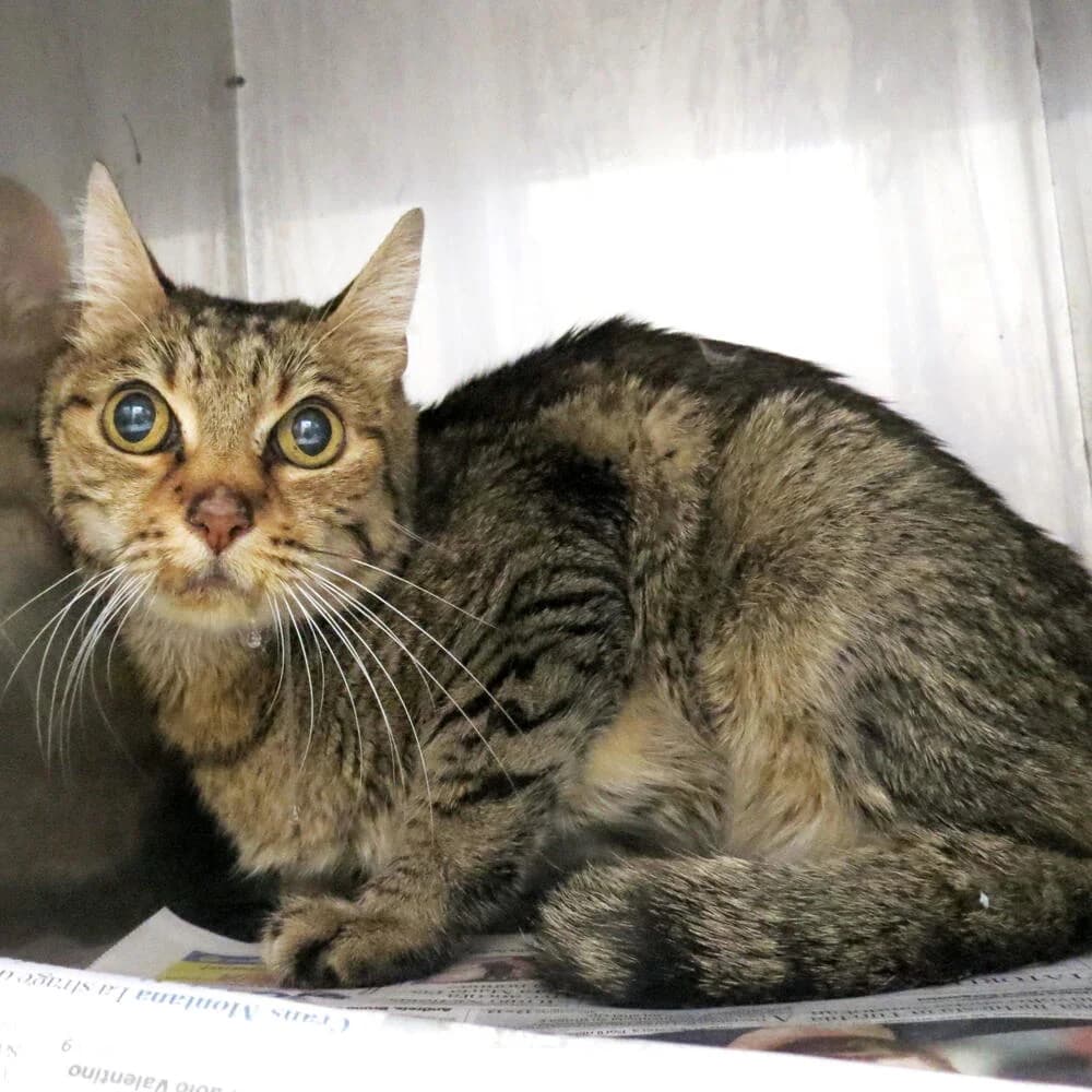 Micio, male senior Mixed Breed for adoption at Mondo Gatto