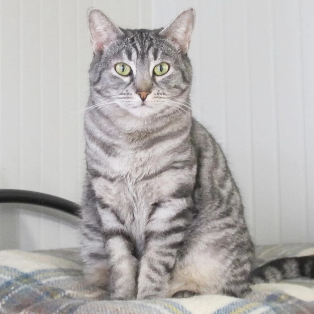 Mimosa, female senior Mixed Breed for adoption at Mondo Gatto