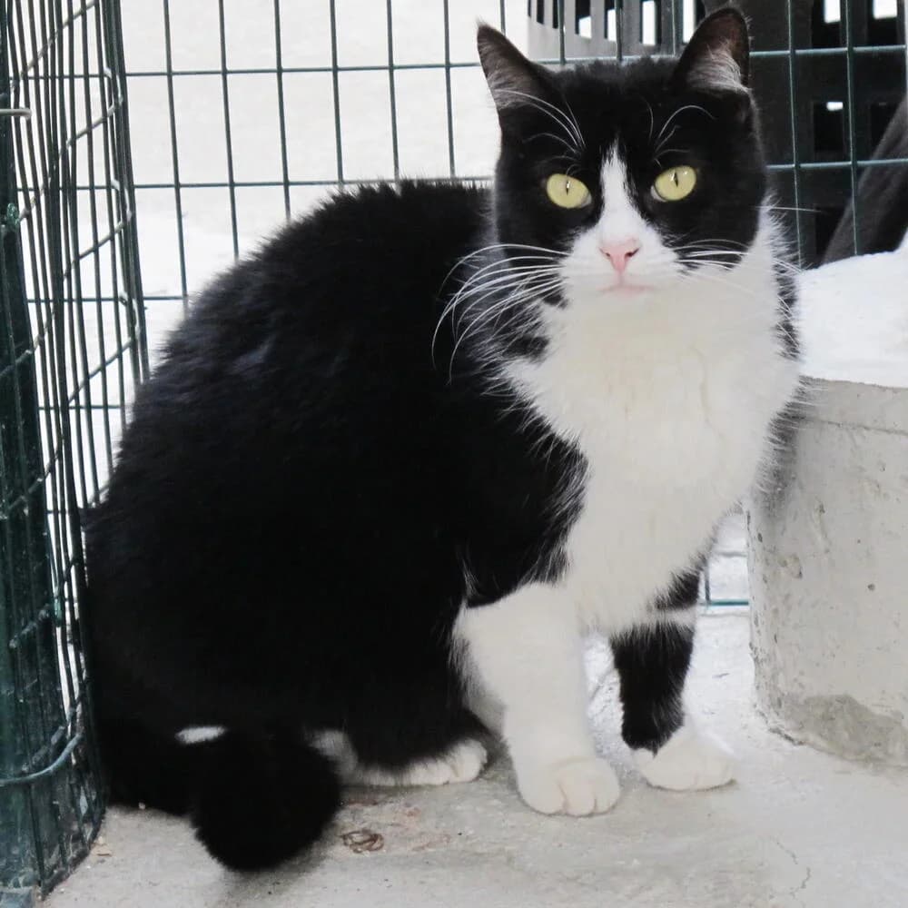 Misery, female senior Mixed Breed for adoption at Mondo Gatto