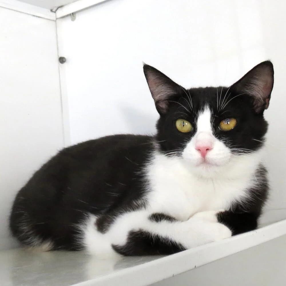 Molly, female young Mixed Breed for adoption at Mondo Gatto