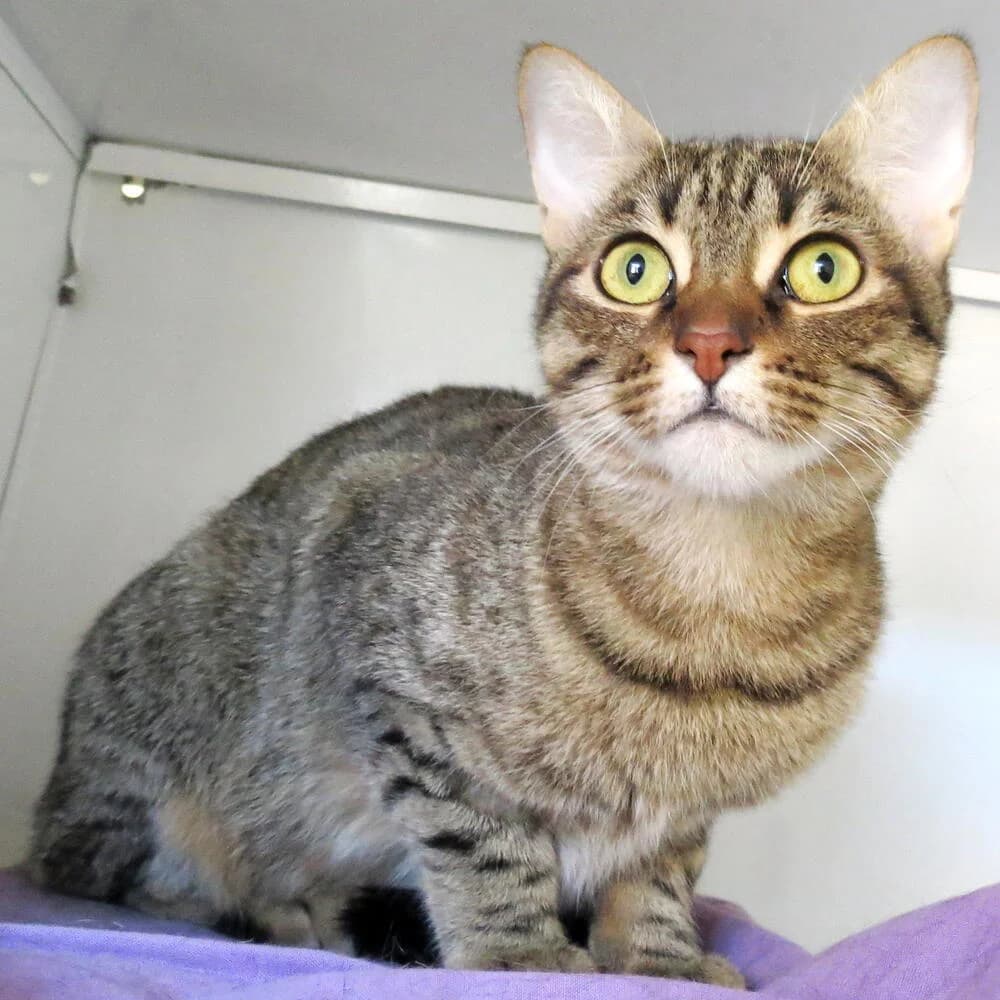 Morbidina, female young Mixed Breed for adoption at Mondo Gatto