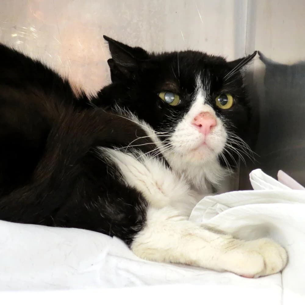 Napoleone, male senior Mixed Breed for adoption at Mondo Gatto