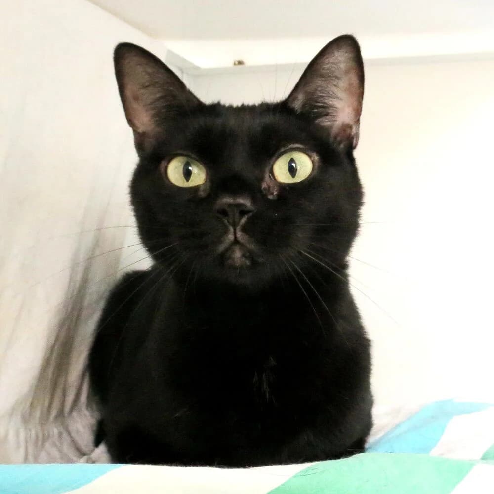 Nerina, female 7yo Mixed Breed for adoption at Mondo Gatto