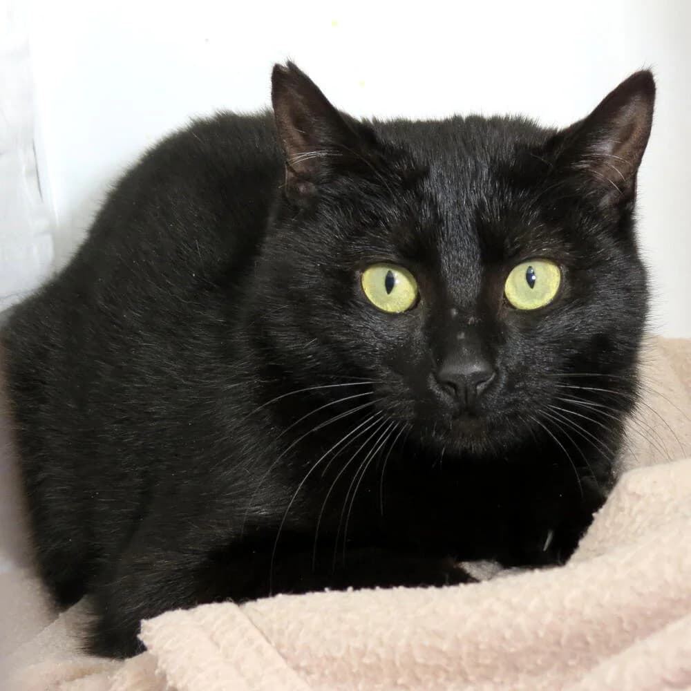 Nora, female young Mixed Breed for adoption at Mondo Gatto