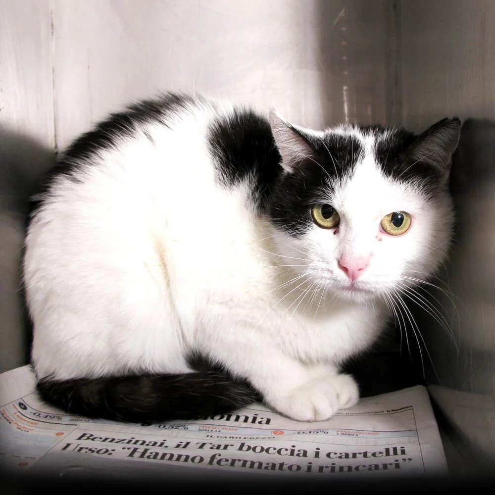Occhialino, male senior Mixed Breed for adoption at Mondo Gatto