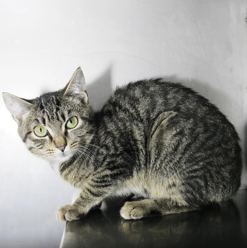 Ortica, female 4yo Mixed Breed for adoption at Mondo Gatto