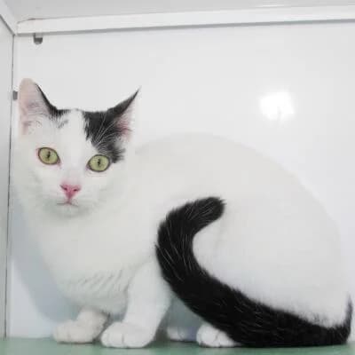 Papouf, male senior Mixed Breed for adoption at Mondo Gatto