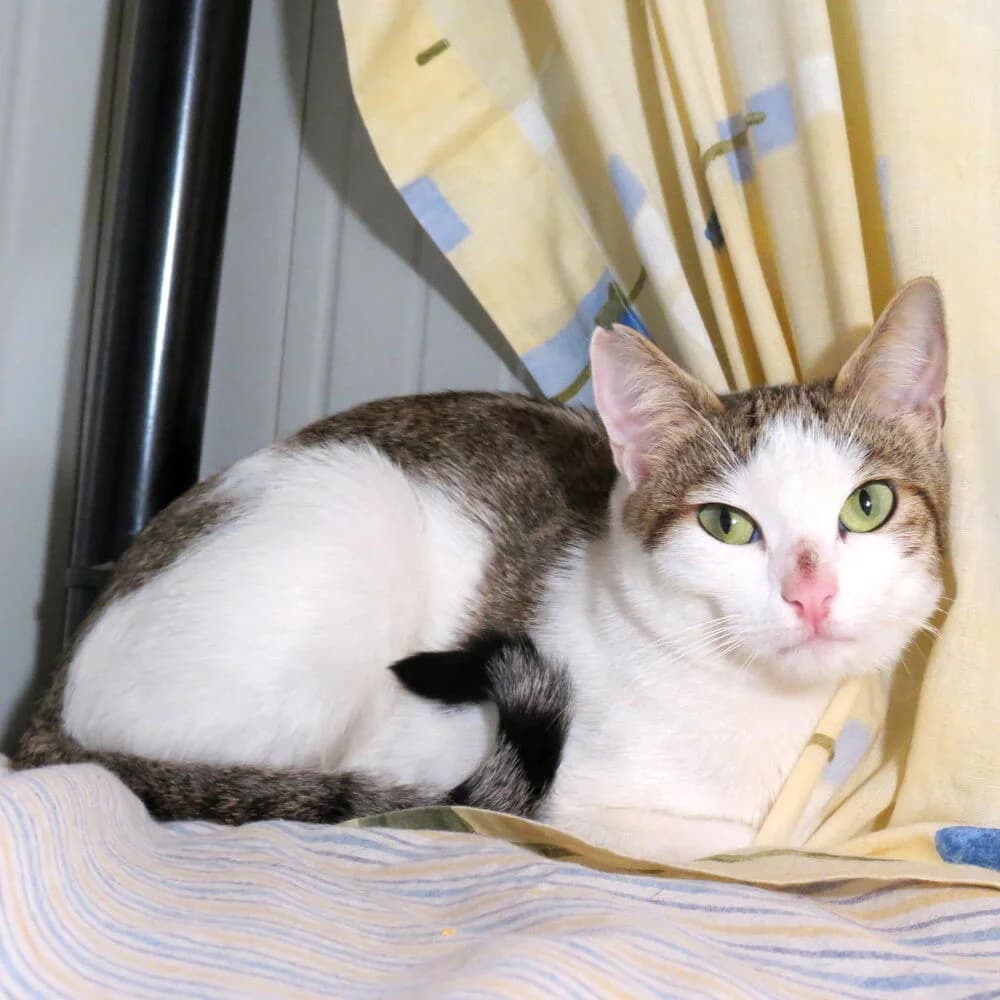 Perla, female young Mixed Breed for adoption at Mondo Gatto