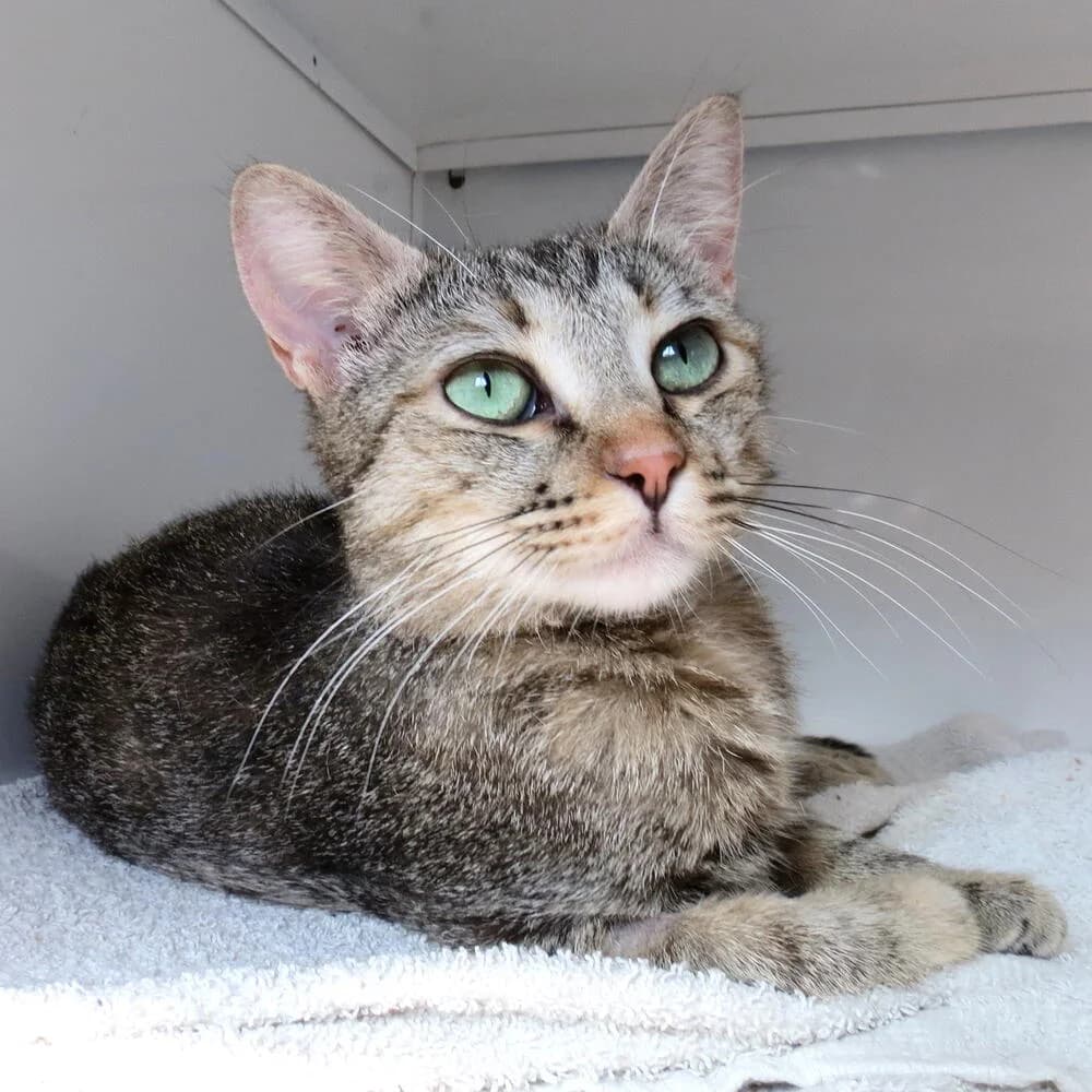 Peyton, female young Mixed Breed for adoption at Mondo Gatto